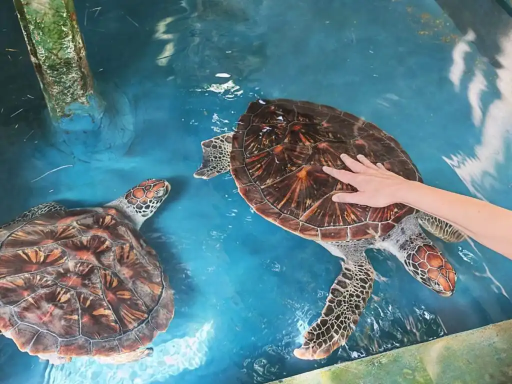 Habaraduwa turtle hatchery experience