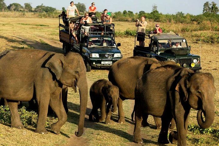 Udawalawe wildlife scene