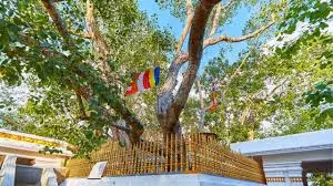 Pasikudah beach views