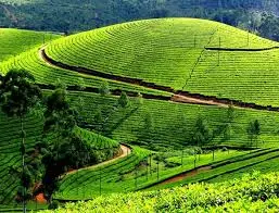 Misty rainforest landscape