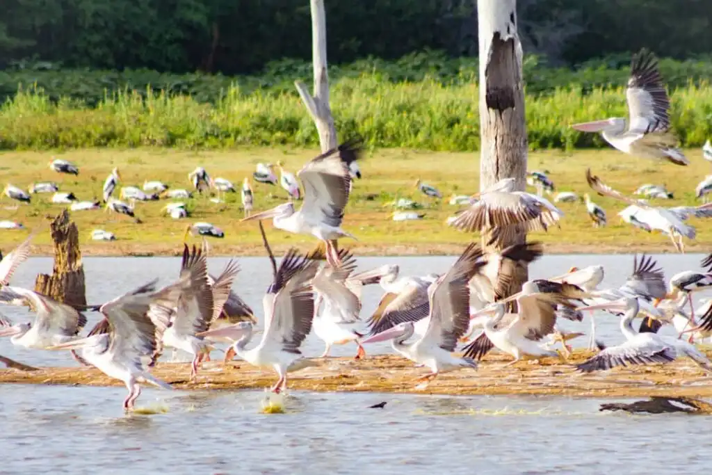 Birdlife over Udawalawe wetlands