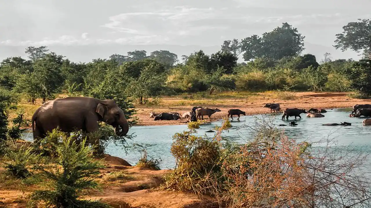 Elephant and wildlife around Udawalawe water edge