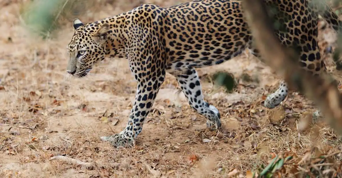 Rare big cat sighting during safari