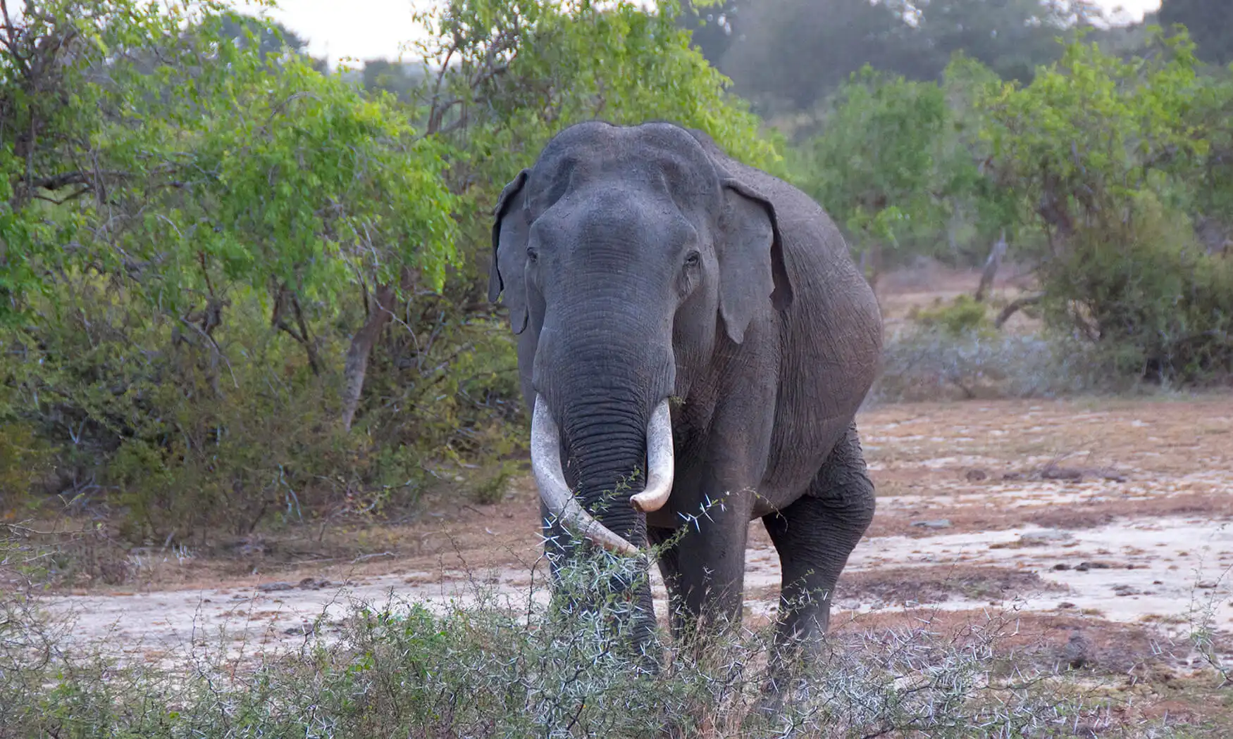 Elephants and wildlife in Yala